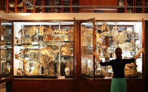 The Grant Museum Of Zoology Houses A Collection Of Weird And Wonderful Artefacts